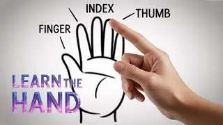 The Hands Parts - fingers | أجزاء اليد - الأصابع