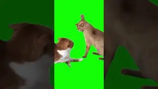 Slapping Cat Meme Green Screen 