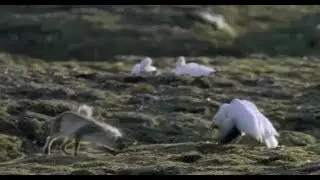 Fox vs goose with Linkin Park background music