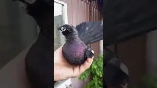 голуби#shortvideo