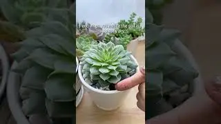 MISTAKES MAY KILL YOUR SUCCULENTS