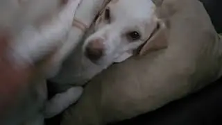 #perrito #tierno #consentido #perro