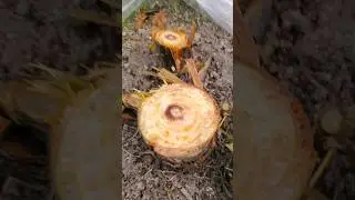 Банан в открытом грунте