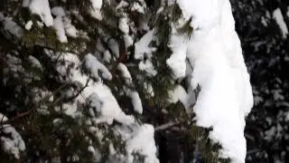 Winter Forest 2012.mpg