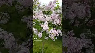 Сирень на штамбе Мейера ,,,Суперба #сад #сирень #весна24  #shorts