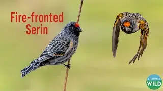 There is fire on my forehead - Fire-fronted Serin