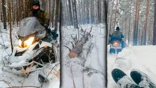 🌳BRP тащит огромные брёвна | Заготовка на зиму.