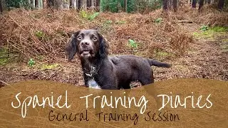 Gundog Training - General Training Session