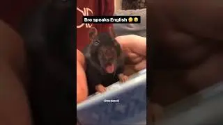 My Pet Rat Understands English 🤯