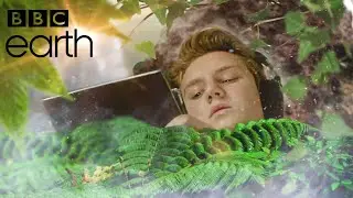 Quarantine Life | BBC Earth Documentary (PARODY)