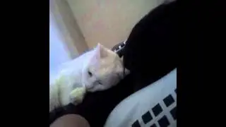 Una tarde de amor gatuno