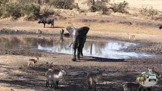 Nasty Elephant King Of The Muddy Pool