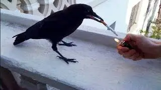 The Akatsuki is now assembled... (meme)