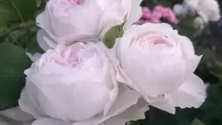 Бальзам на душу!