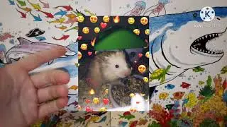 НОВОЕ ВИДИО! Я ВЕРНУЛСЬ!Почему так долго не снимала, как хомяк Вжик? /🐹Хомо Шоу🐹/