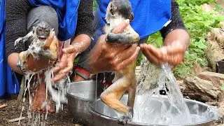 Bathing time, mom clean body for monkey Bobby. Aha Bobby scare the water.