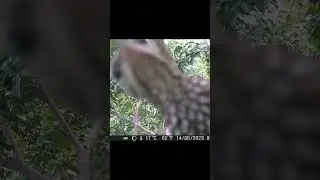 Consegui Pegar 😎 parte 02