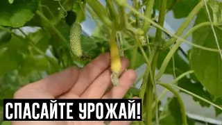 ЖЕЛТЕЮТ ЗАВЯЗИ ОГУРЦОВ? СРОЧНО ПРИНИМАЙТЕ МЕРЫ, ЧТОБЫ СПАСТИ УРОЖАЙ!
