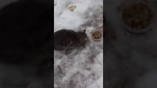 Наши животинки