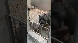 Very beautiful mother american bully pocket and his children. bigdogs R. KENNEL. abkc