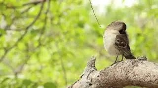 Cucuve de Galápagos (Mimus parvulus)