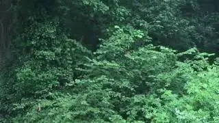 Eekhoorn gespot aan het Nonnebos