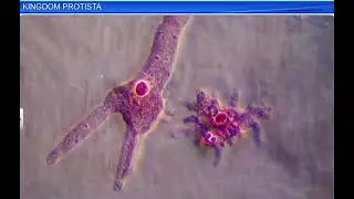 kingdom protista