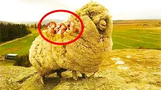 The farmer couldn't believe his eyes when he found it in the fleece of a runaway sheep!