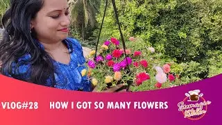 Perfect Pot Mix and My Secret Solution for Portulaca.