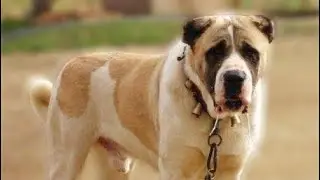 AKSARAY MALAKLISI ÜRETİMİ ~ ALA RENK KÖPEKLER 