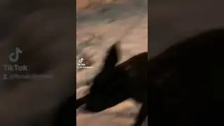 Первый снег. Видео-привет от Кане корсо Шанс из Форцабелло