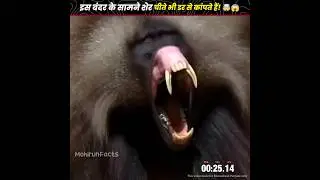 इस बंदर के सामने शेर चीते भी डर से कांपते हैं! 🤯😱