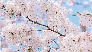 Видеоролик к песне Как хочется жить!