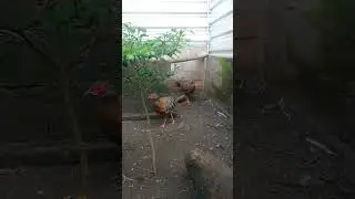 Unik sekali ayam pheasant