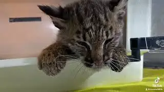 Bobcat peeks out!