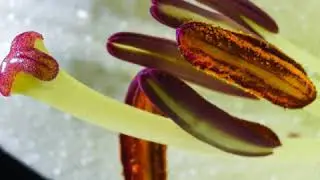 Cheap camera, cheap lily's and a cheap led.