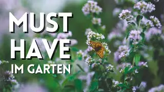Oregano: Warum er in jeden Garten gehört | Echter Dost