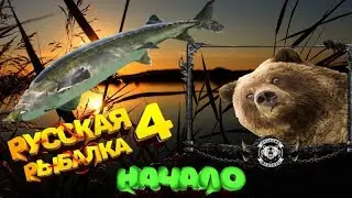 Белуга Медведя)Которая 