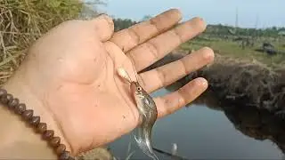 mancing ikan gurih || ikan khas kalimantan
