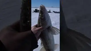 Зимняя рыбалка на судака