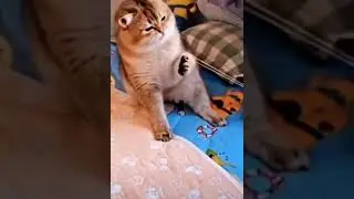 Такого кот и не ожидал🤣 