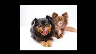 15 second MyStudio Commercial #2 - TableTopPhotography.com