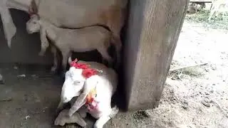 Bakras for Eid ul Azha 😍😍😍