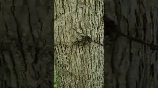 Exploring the Property: Inspecting the Fence