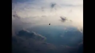 птица
