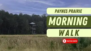 Morning Walk in Paynes Prairie Preserve State Park
