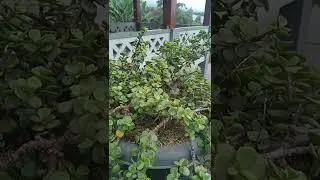 KALO AKU MENYEBUTNYAH RANTAI HIJAU#shots
