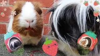 Piggies & Strawberries | A Short Sweet Video Compilation