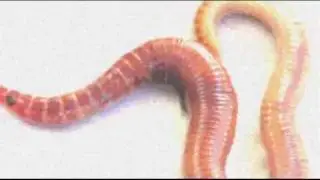 AGGHIASTRU - Tintu/Cattivo