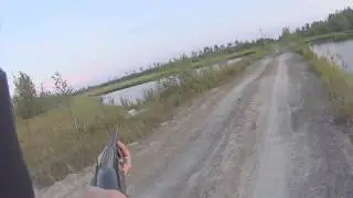 Беспощадный отстрел уток с выводком или чем может обернуться охота с подхода ранней осенью